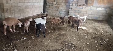 bordaq qoyun: 56 heyvandı onun 1 qoçdu 3 keçidi 5 iri çölə gedən quzudu 6 dişi — 3