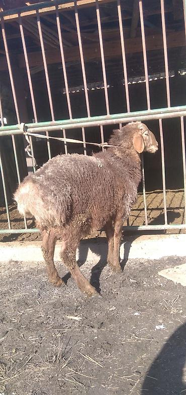 Баран, овца: Продаю | Баран (самец) | Для разведения | Племенные at lalafo.kg — 4 Баран, овца: Продаю | Баран (самец) | Для разведения | Племенные — 4