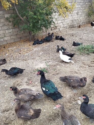 Ördəklər: Amerkan zumrudu lala ordeklerin 5 Ayliq ve 4 Ayliq balalari satilir — 8