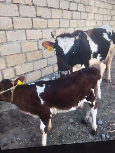 damazlıq heyvanların satışı: 5 lt Süd 1 balaya Süni mayalanma dişi bala 2600 0505736315 Vaccap — 3
