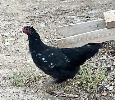 bars bit dermani: Toyuq, Damazlıq, Ünvandan götürmə — 4