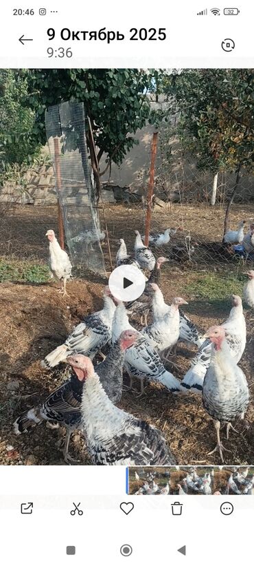 продажа кукурузы в початках: Продаю | Индюшата | На забой | Племенные