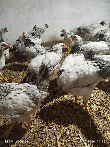 cuce yem qabi: Toyuq, Yumurtalıq — 1