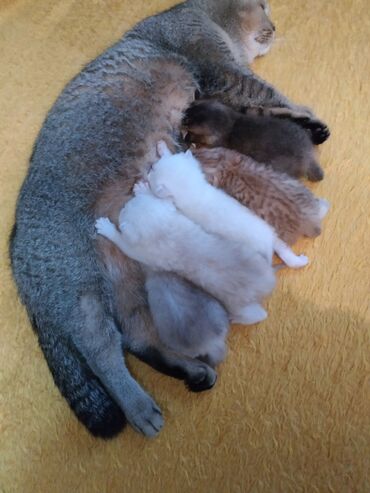 Oyuncaqlar: Sotland şinşilalar temiz cinsdi ana blek gold sinsilla,ata silver — 2