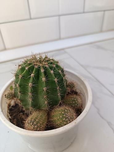 ana ureyi: Otaq bitkiləri – sukulent və kaktus koleksiyası - Sansevieria — 3