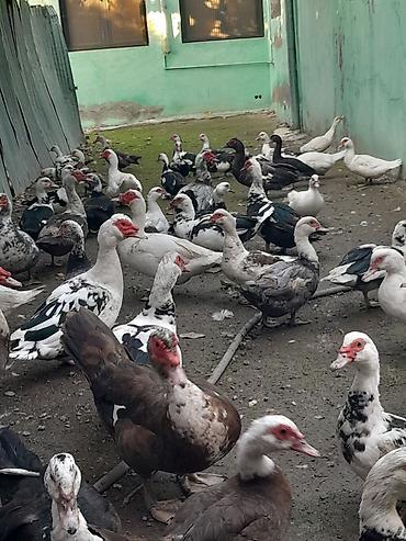 ördəyi: Kom halda hamsi 20 manatdan xoruzlu fereli tek tek 15 20 manat fereler — 4
