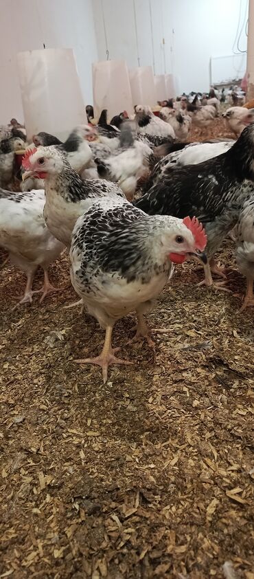 Toyuqlar: Toyuq, Broyler, Ətlik -da lalafo.az — 11 Toyuqlar: Toyuq, Broyler, Ətlik — 11