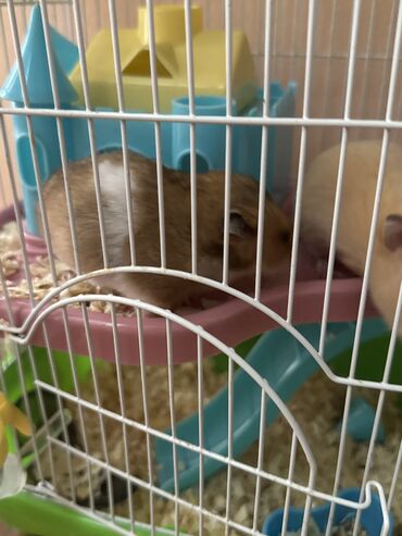 Хомяки: Хомяки с клеткой 
причина продажи: аллергия