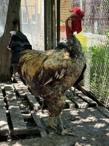 живая курица: Продаю петуха голощейки,петуху года нет