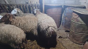 Qoyunlar, qoçlar: Sağlam cavan heyvanlardi kom satılır Kurdexanidadi. Ümumi 12 Heyvandi — 2