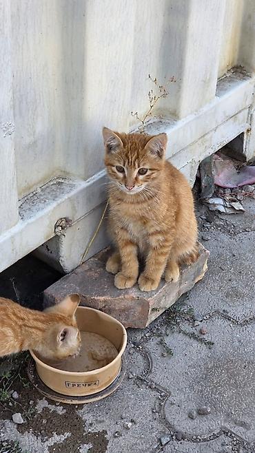 домик для котов: Эти котята живут под контейнером на Дордое. Скоро холода,они там не — 2
