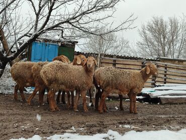 продам друга: Сатам | Ургаачы кой (ургаачы), Козу | Арашан | Көбөйтүү үчүн | Ургаачы, Токту