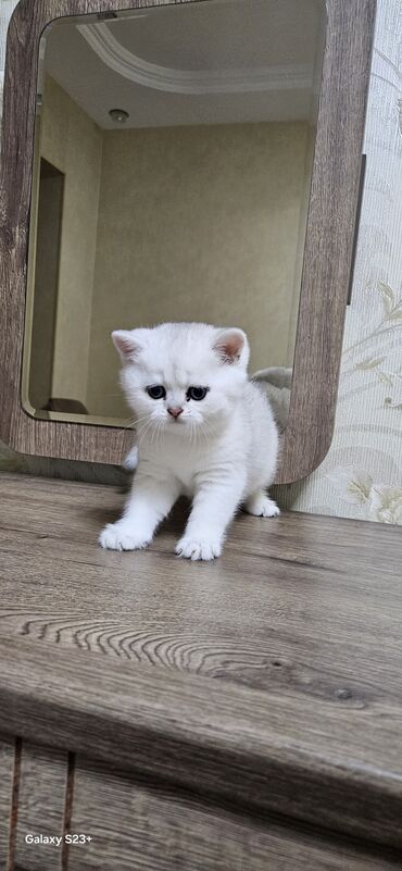 Pişiklər: Şinşilla, Erkək, Yaxşı əllərə, Ünvandan götürmə — 15