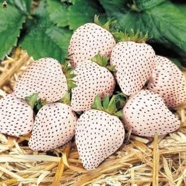 Semena i sadnice: Seme jagode više vrsta
Cena:650din/200 semenki — 13