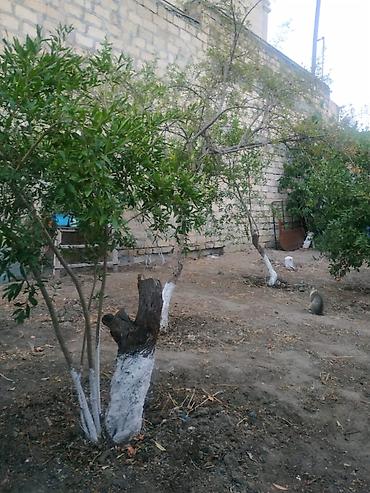 Torpaq: 4 sot, Tikinti, Makler, Kupça (Çıxarış) — 9
