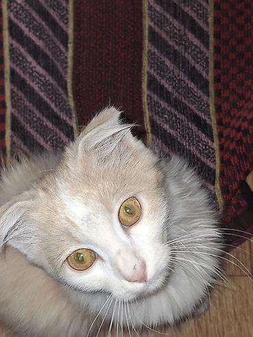 собаки бишкек: Кошка даром: Беспородная, Девочка — 2