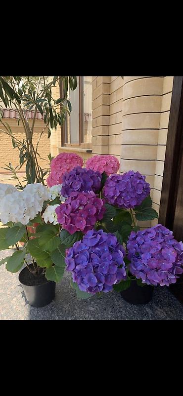 Digər bitkilər: Məhsul: Saksıda hortensiya (Hydrangea) - Rənglər: mavi, bənövşəyi — 5
