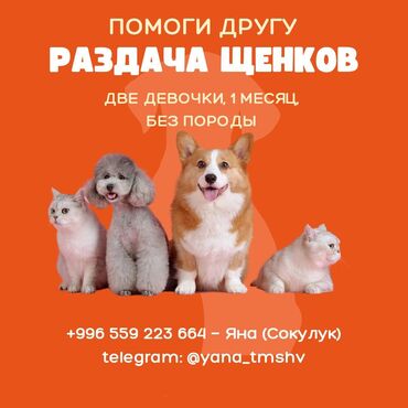 купить щенка породы хмонг: Два щенка, девочки возраст 1 месяц и 1 неделя без породы хорошие