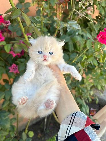 Pişiklər: Şotland — 17