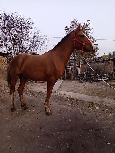 сиба ину щенок: Продаю | Жеребец | Рабочий — 1