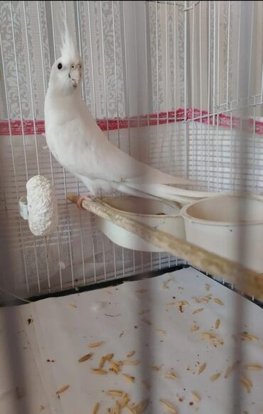 Dısı albinos istəyən buyursun cute hazırdır