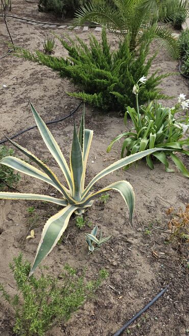 Boçkalar və çəlləklər: 📢 Satılır – Dekorativ Agava Bitkiləri (Variegata növü) 🌵 Bağ və həyət