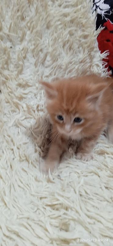 Продажа кошек: Мейн-кун, 1 месяц, Девочка at lalafo.kg — 4 Продажа кошек: Мейн-кун, 1 месяц, Девочка — 4