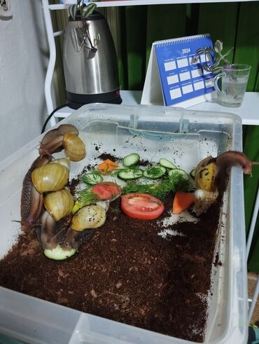 Другие животные: Продаю улиток Ахатинцев, . для использования косметических процедур — 5