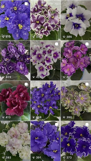 Фиалки и глоксинии: Фиалочки!!! Продам: 1. Укорененные черенки стандартных сортовых — 37