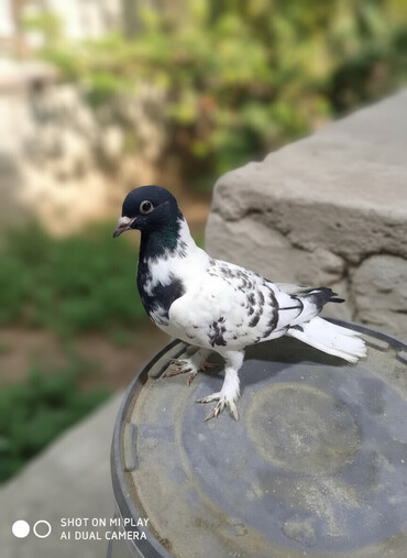 Göyərçinlər: Qara-ağ ləkəli dekorativ göyərçin - Rəng: baş və boyun hissəsi tünd -da lalafo.az — 3 Göyərçinlər: Qara-ağ ləkəli dekorativ göyərçin - Rəng: baş və boyun hissəsi tünd — 3