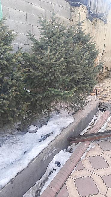 Ель: Ели/сосны для озеленения участка. Описание: - Живые хвойные деревья — 1