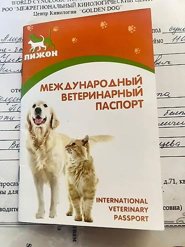 Американская акита. Окрас палево-соболиный с белыми отметинами, густая — 6