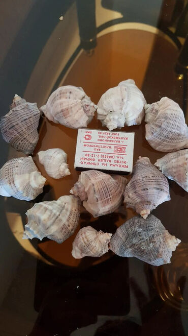 грибы эноки цена: Ракушки с черноморского побережья, мини рапанчики без лака, безопасные