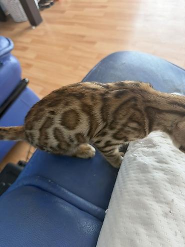 бенгальские коты: Бенгальский котёнок 3 месяца с ярким розеточным окрасом (контрастные — 2