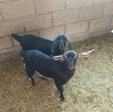 Keçi, çəpiş: Salam ZANEN KECİLƏRİMİZ SATİŞDA İCLƏRİNDƏ ALPENDE VAR ONLARIN QİYMƏTİ — 12