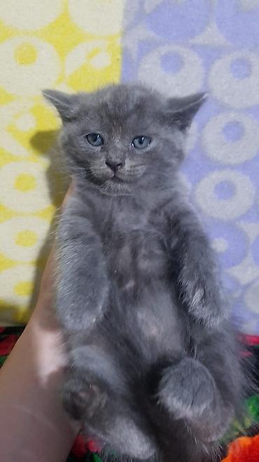 Кошки: Шотландские котята, окрас сплошной серый (blue). На выбор — малыши с — 7