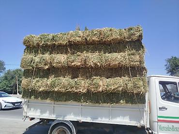 фри пир: ☘️🍀🍀Продаю Клевер ✅ 2 кос 💯 качество 🚚 доставка - — 5