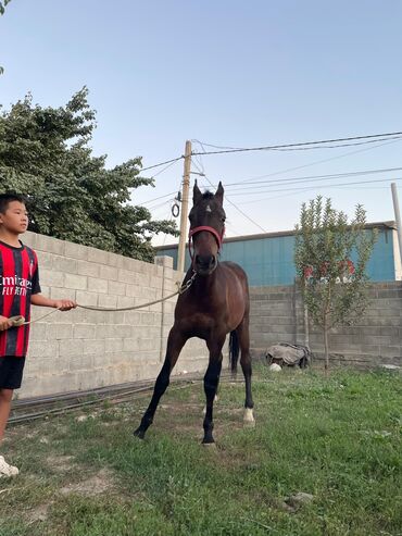 в связи с переездом отдам попугая жако в добрые руки: Продаю | Жеребец | Полукровка
