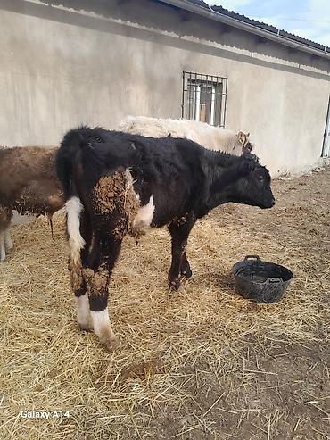Коровы, быки: Продаю | Бык (самец) | Полукровка | На откорм — 9