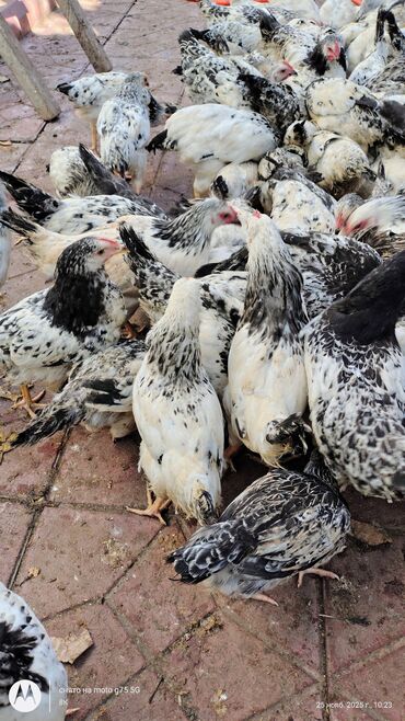 Cücələr: Toyuq cücələri, Damazlıq — 9