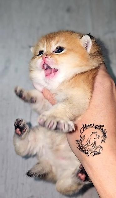 Продажа кошек: Скотиш Фолд (Шотландская вислоухая), 1 месяц, Мальчик, Золотая шиншилла, Приучена к лотку — 3