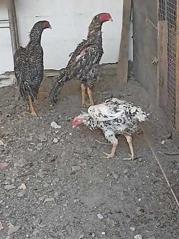 Quşlar: Qafqaz qırqovullar 1 illikdiler qiymət cütü 55 azn — 5