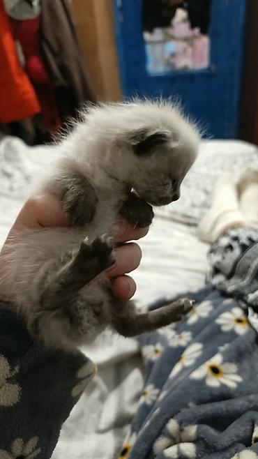 Находка и пропажа кошек: СРОЧНО!!! Нужна помощь! Ищем кормящую маму срочно. Найдёныш мальчик — 2