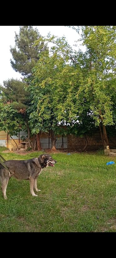 i̇t yuvasi: Qurdbasar, 2 il, Erkek, Ünvandan götürmə, Pulsuz çatdırılma