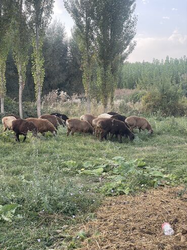 Бараны, овцы: Сойгонго семиз Козулар сатылат 35 баш