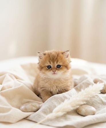 золотая шиншилла цена: 👑 Elite Golden Chinchilla balaları – ağ, qızılı və pələng naxışlı Ev — 2