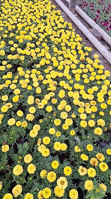 Другие садовые цветы и кустарники: Только оптом.По штучно не звонить.Рассада однолетних цветов для клумб — 2