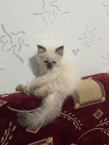 tuklu pişik: Erkək, Yaxşı əllərə, Pulsuz çatdırılma