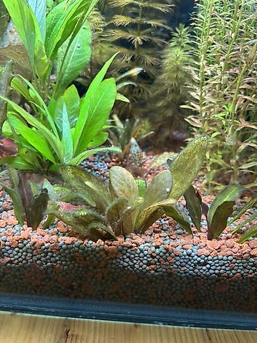 quppi baliqlari: Dördbucaq akvarium, Balıqlarla birlikdə, 120 l, Pulsuz çatdırılma — 4