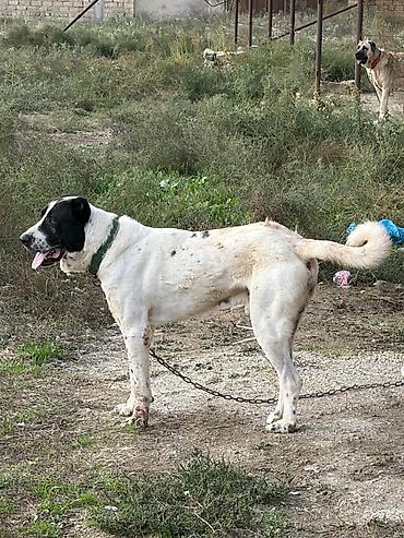 i̇t pudel: Alabay, 2 il, Erkək, Peyvəndli, Rayonlara çatdırılma — 3